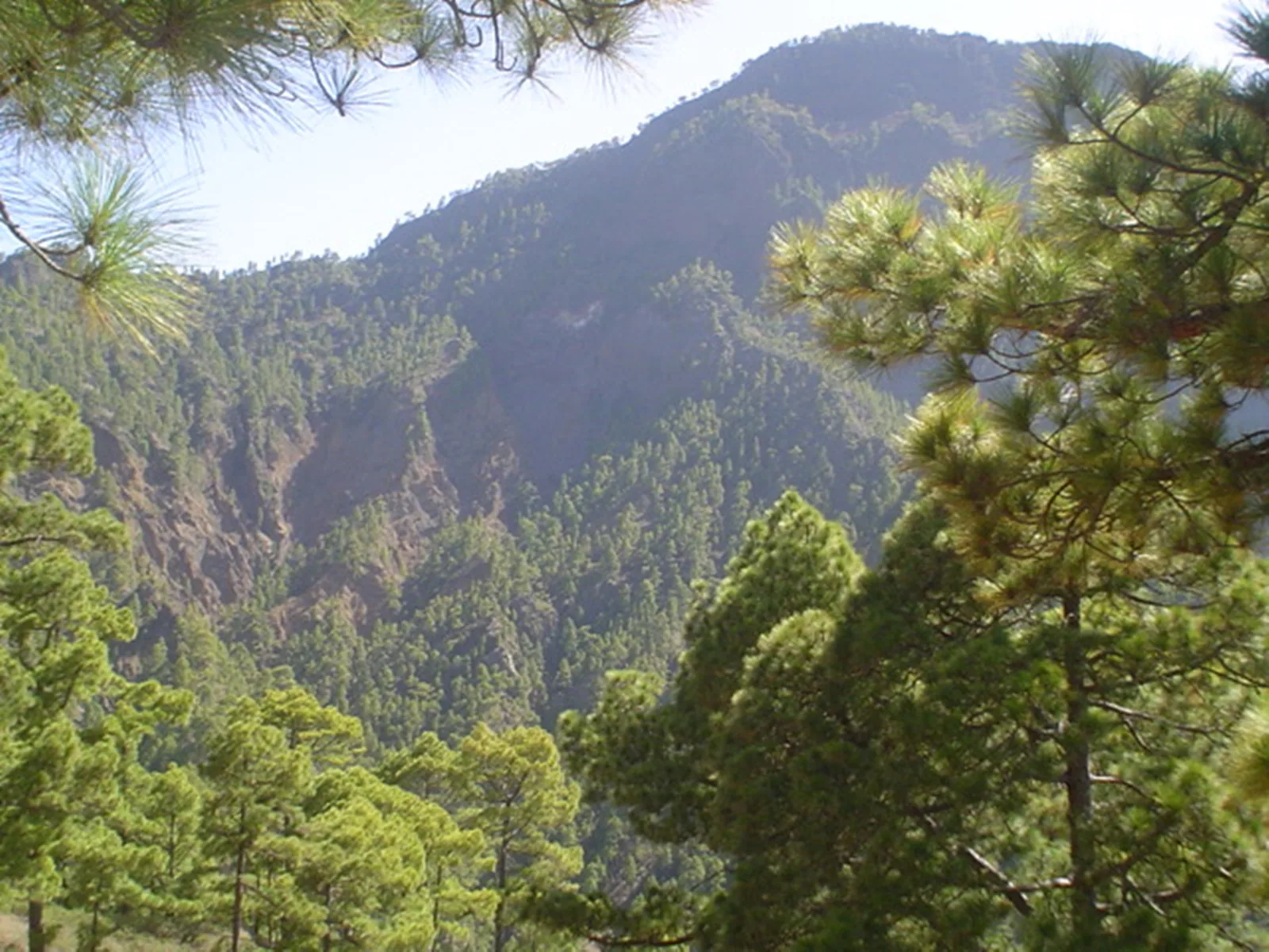 Pinar de pino canario en el Parque Nacional de la Caldera de Taburiente