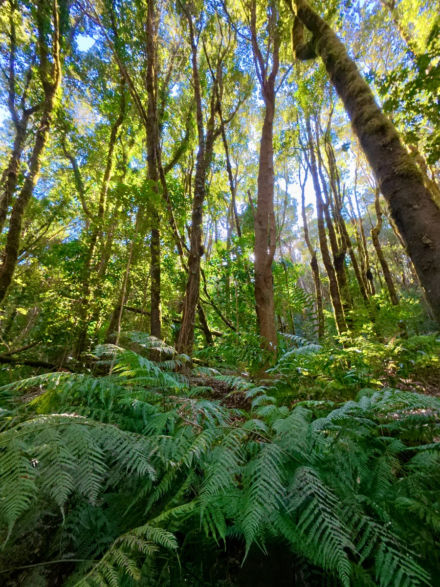 Bosque de laurisilva en Garajonay