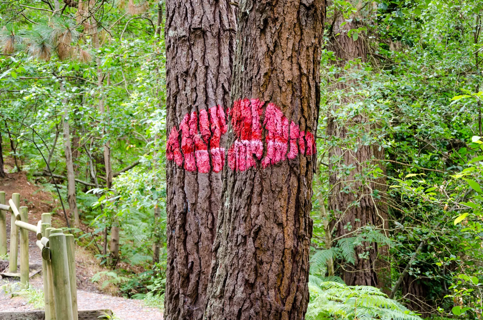 Detalle de unos labios pintados sobre los troncos del bosque pintado de Oma, obra de Agustín Ibarrola