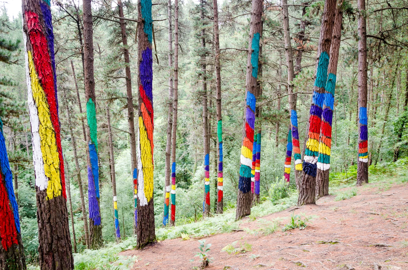 Composición de color sobre los troncos de pino del Bosque de Oma, obra de Agustín Ibarrola en la Reserva de Urdaibai