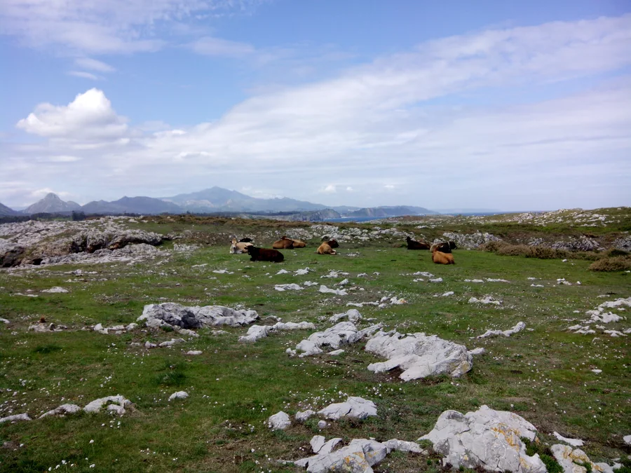 Campo de bufones de Pría sobre la rasa caliza con vacas pastando junto al acantilado, Llanes, Asturias