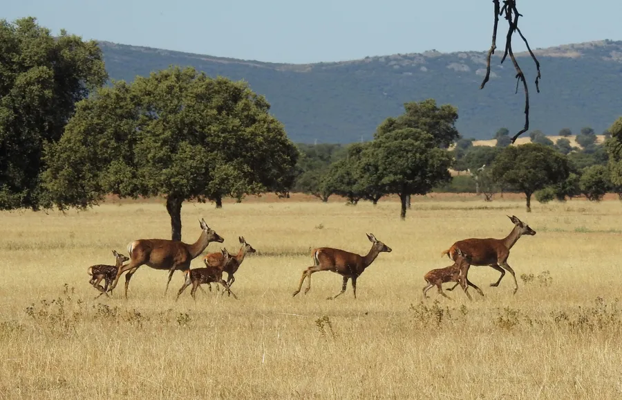 Ciervas con sus crías cruzando la raña del Parque Nacional de Cabañeros, la llanura de pastos salpicada de encinas con las sierras del parque al fondo