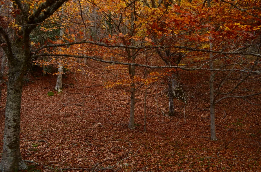 Hayas del Hayedo de Montejo en plena fase rojiza de otoño, Sierra del Rincón, Madrid