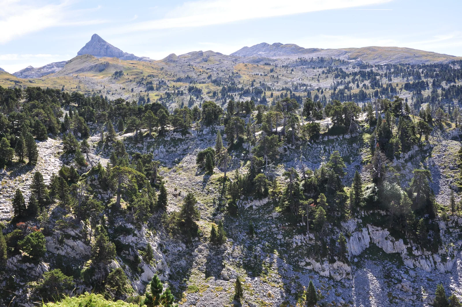 Lapiaz calizo del macizo de Larra, en la Navarra pirenaica, con pinos negros creciendo sobre la roca y el pico de Anie recortado al fondo