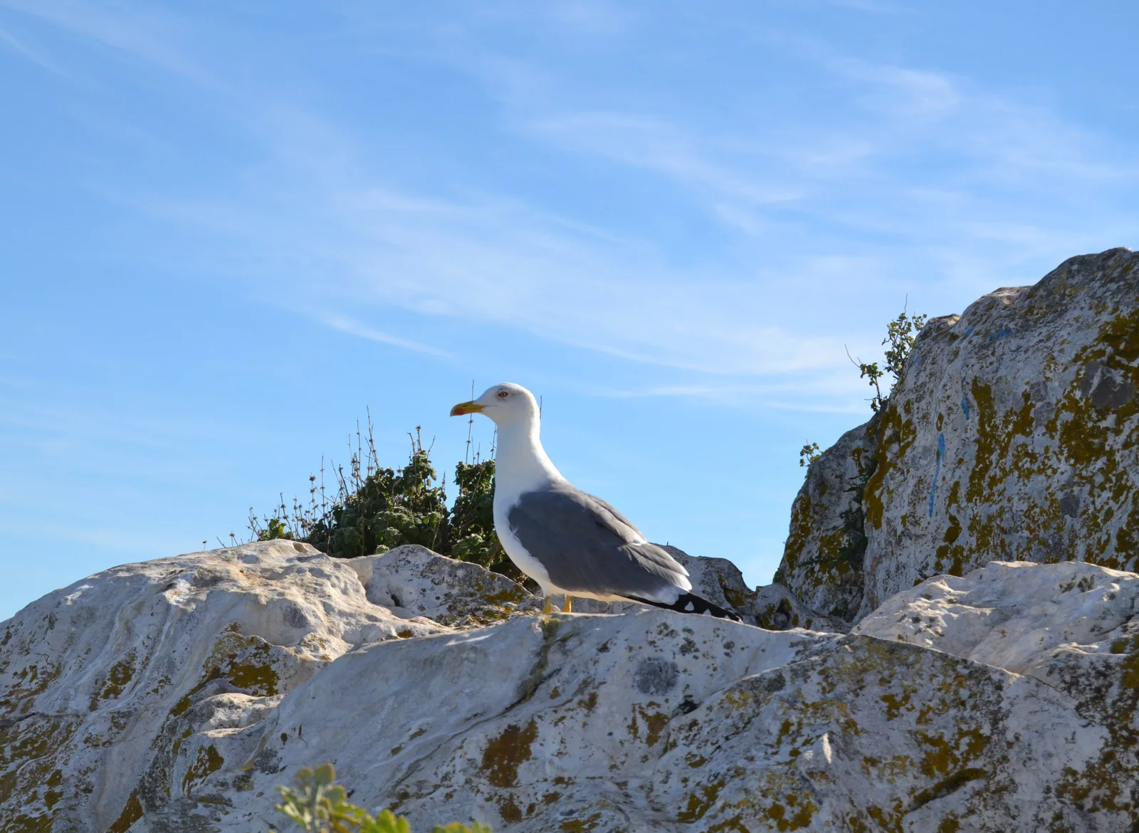 Gaviota patiamarilla en la cima del Penyal d'Ifac, con la bahía de Calp al fondo